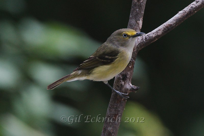 White-eyed Vireo 2012-05-05_1.jpg